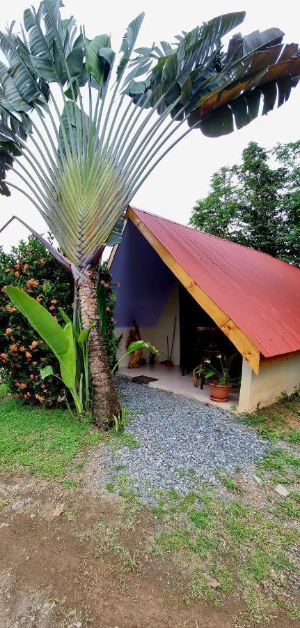 Ballena Oasis Homes & Glamping Uvita Eksteriør billede