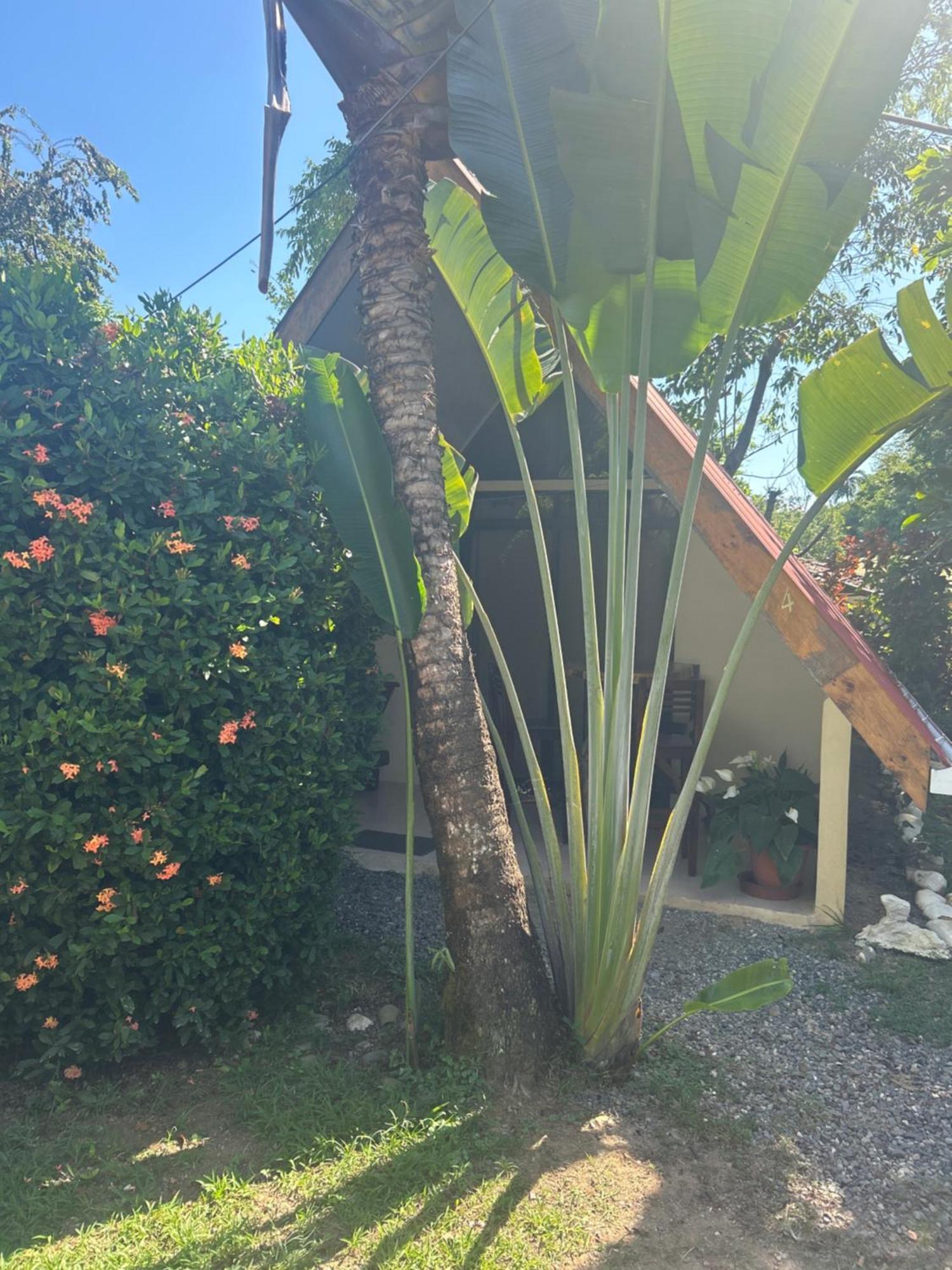 Ballena Oasis Homes & Glamping Uvita Eksteriør billede