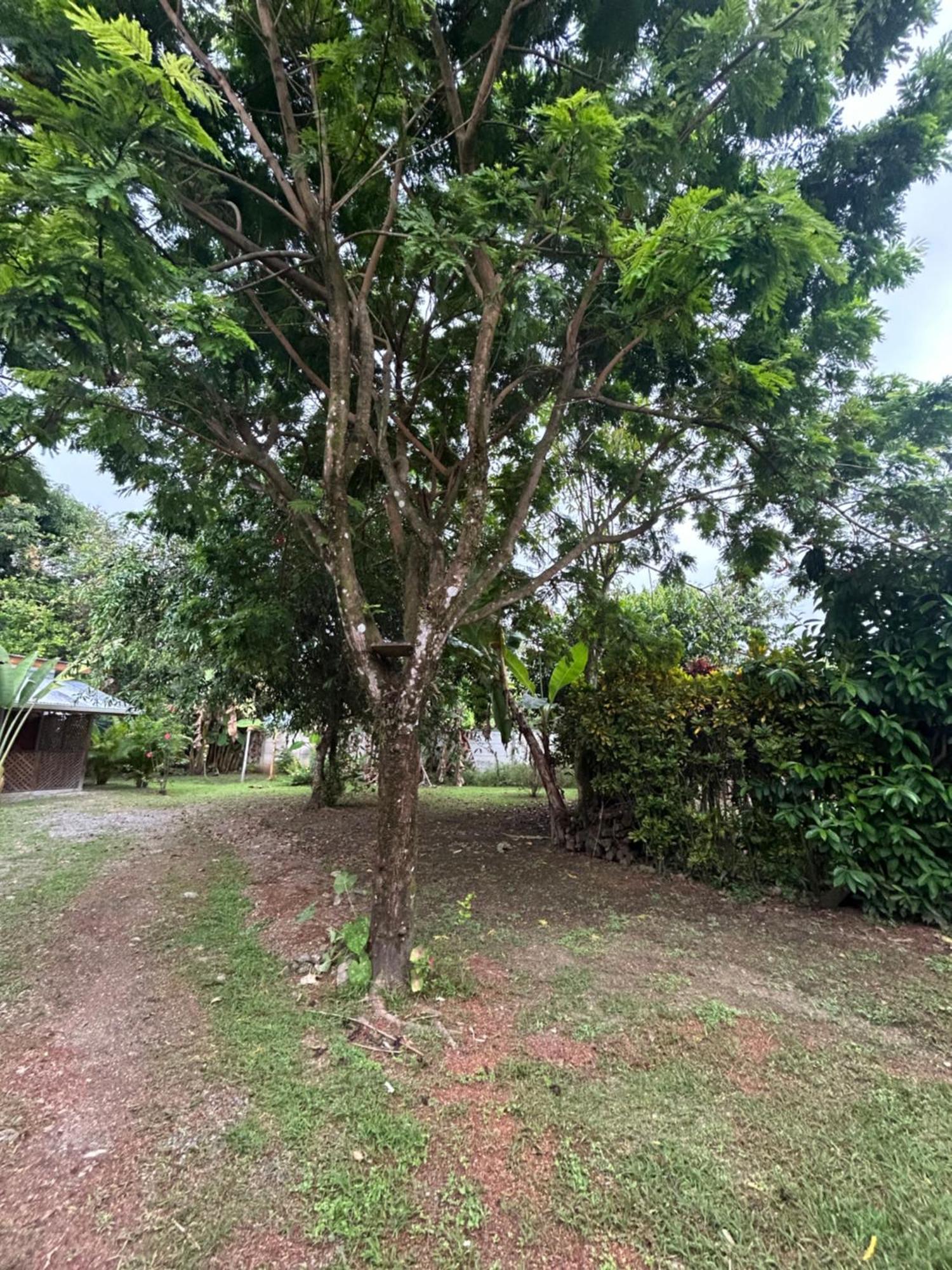 Ballena Oasis Homes & Glamping Uvita Eksteriør billede