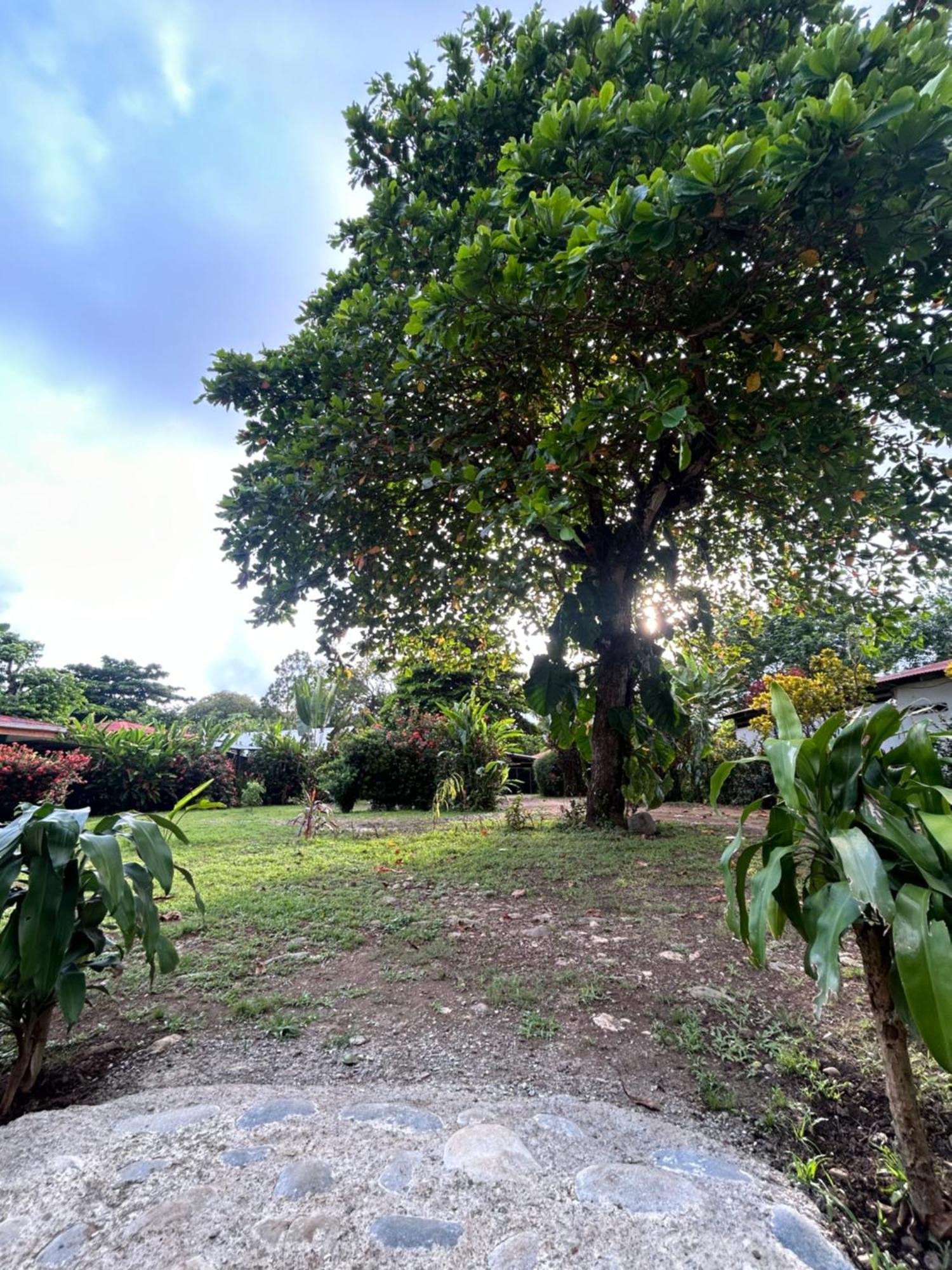 Ballena Oasis Homes & Glamping Uvita Eksteriør billede